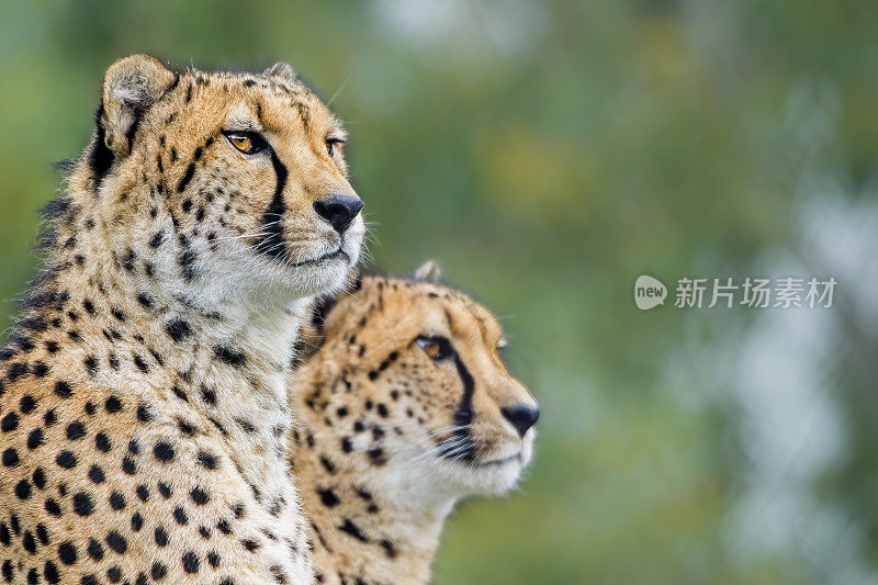 猎豹(Acinonyx jubatus)